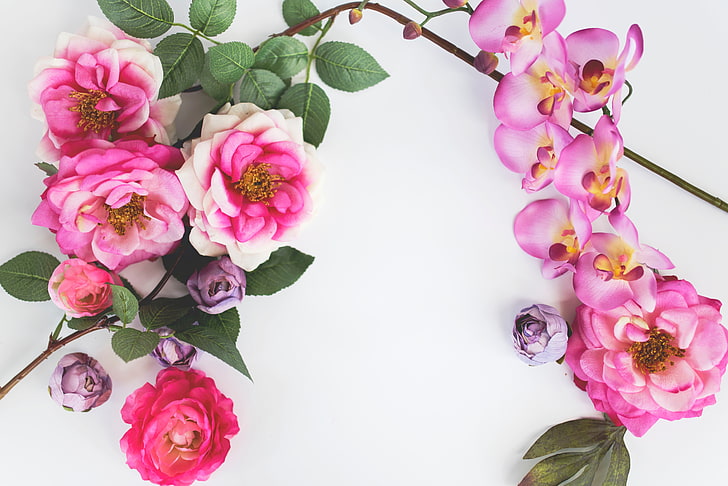 Fotografie, rosa Blumen, weißer Hintergrund, HD-Hintergrundbild
