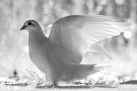biały gołąb uwalniający, biały, woda, tryskać, ptak, gołąb, skrzydła, pióra, Tapety HD HD wallpaper