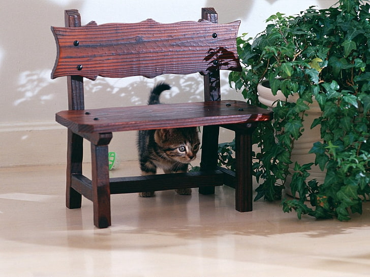 Banco de madera marrón, gato, silla, escondido, Fondo de pantalla HD