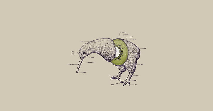 umorismo di frutta illustrazioni di kiwi divertenti fotomanipolazioni uccelli sfondo bianco, Sfondo HD