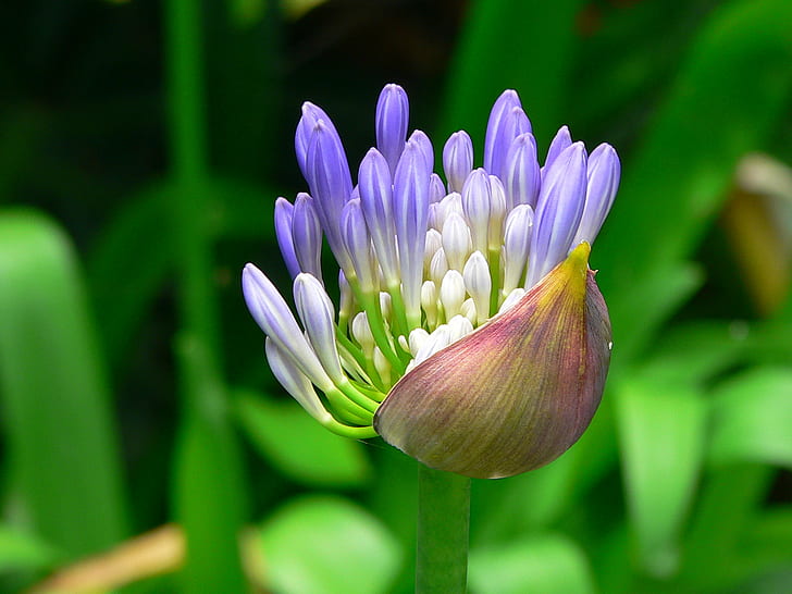 紫と白の花のつぼみ、アガパンサス、フォーカス、写真、紫、白い花、花のつぼみ、フローレス、青い花、エクセレンス、自然、植物、葉、花、花の頭のフォーカス写真、 HDデスクトップの壁紙