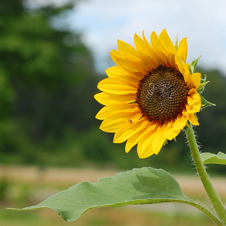 foto closeup bunga Sunflower kuning pada siang hari, bunga matahari, Sunflower, closeup, foto, kuning, bunga, siang hari, alam, musim panas, tanaman, pertanian, di luar ruangan, daun bunga, daun, Wallpaper HD