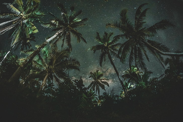 кокосови дървета, природа, звездна нощ, нощ, палми, тъмно, HD тапет