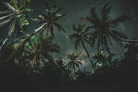 أشجار جوز الهند ، الطبيعة ، الليل المرصع بالنجوم ، الليل ، أشجار النخيل ، الظلام، خلفية HD HD wallpaper