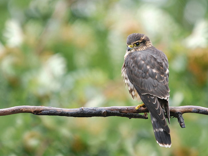 brown falcon, falcon, bird, branch, HD wallpaper