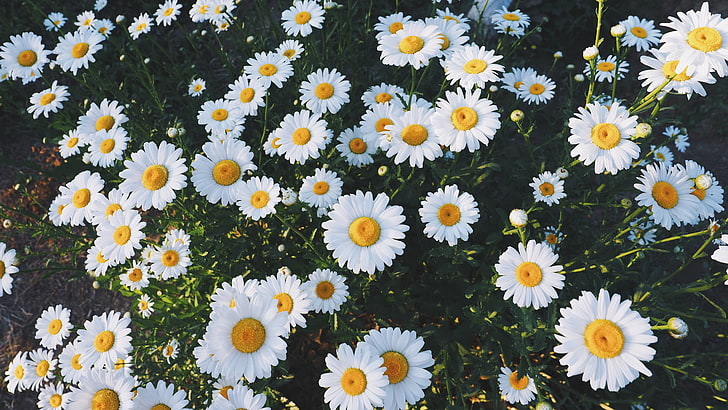 daisy flowers, daisies, glade, flowers, grass, HD wallpaper