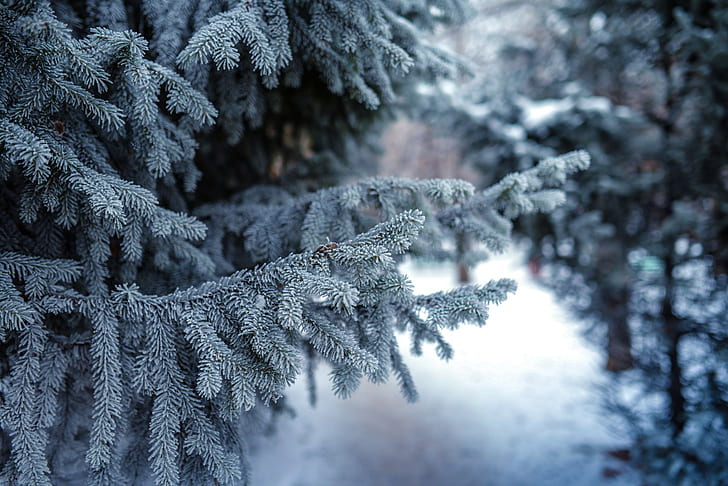 salju, musim dingin, hutan, konifer, kedalaman bidang, pohon, Wallpaper HD