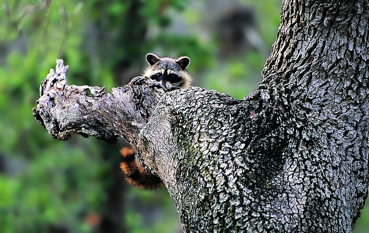 brown and gray raccoon, raccoon, face, tree climbing, HD wallpaper
