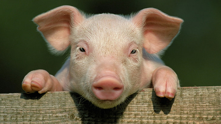 cerdo, cerdito, lindo, divertido, cara, cabeza, cerdo doméstico, mamífero, hocico, Fondo de pantalla HD