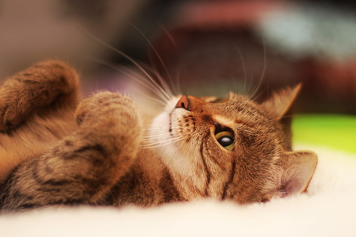 коричневый полосатый котенок, кот, лежа, классный кот, красивый кот, HD обои