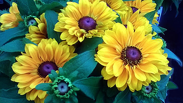 Тапет Rudbeckia Yellow Flowers Eye Tiger за работен плот 1080 × 1920, HD тапет
