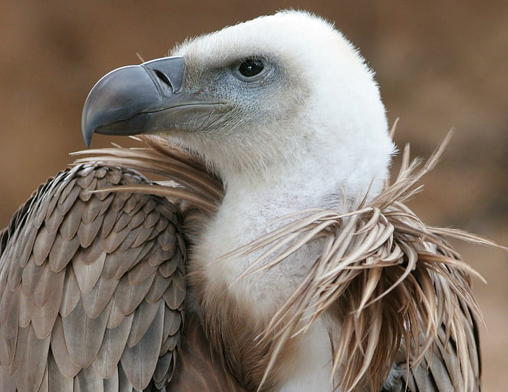 Griffon Vulture, Eagle, Griffon, อีแร้ง, นก, สีขาว, สัตว์, วอลล์เปเปอร์ HD