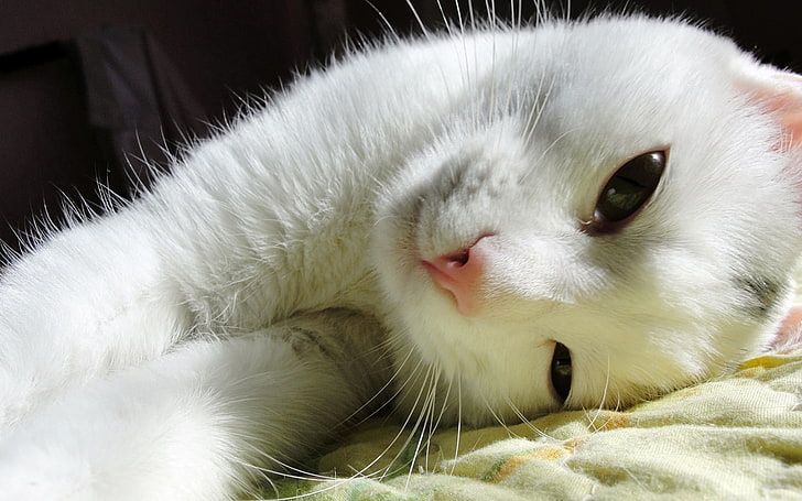 long-haired white cat, cat, lying, look, HD wallpaper