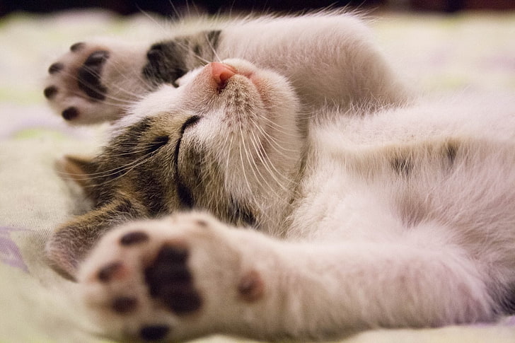 แมว, ลูกสัตว์, ที่น่ารัก, ลูกแมว, สัตว์เลี้ยง, การนอนหลับ, วอลล์เปเปอร์ HD