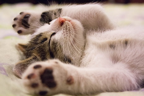 แมว, ลูกสัตว์, ที่น่ารัก, ลูกแมว, สัตว์เลี้ยง, การนอนหลับ, วอลล์เปเปอร์ HD HD wallpaper