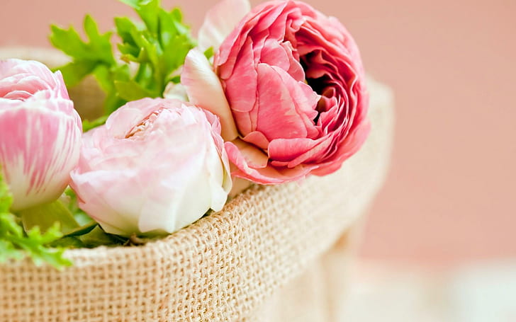 Fiori Bianco Rosa, fiori, bianco, rosa, Sfondo HD