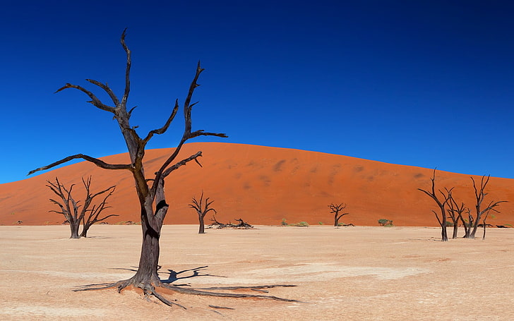 black and brown tree branch painting, landscape, desert, dune, sand, trees, dry, HD wallpaper
