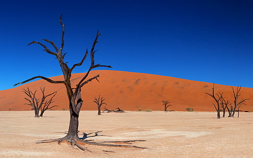 lukisan cabang pohon hitam dan coklat, lanskap, gurun, bukit pasir, pasir, pohon, kering, Wallpaper HD HD wallpaper