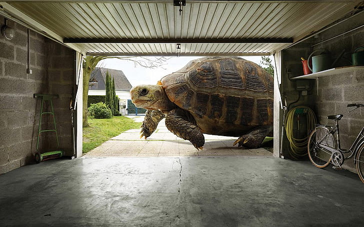 Huge Tortoise HD, creative, graphics, creative and graphics, tortoise, huge, HD wallpaper