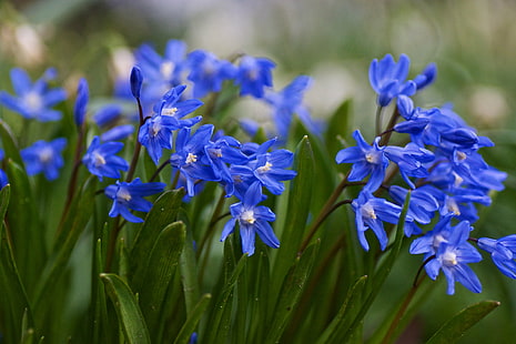 close up photo of blue petaled flower, close up, photo, flower, Macro, Spring, Sony, A77, nature, plant, purple, blue, springtime, summer, flower Head, HD wallpaper HD wallpaper