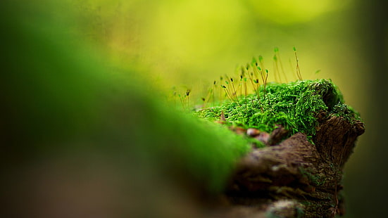 green plants, focus photography of green grass, wood, macro, moss, nature, bokeh, closeup, green, plants, HD wallpaper HD wallpaper