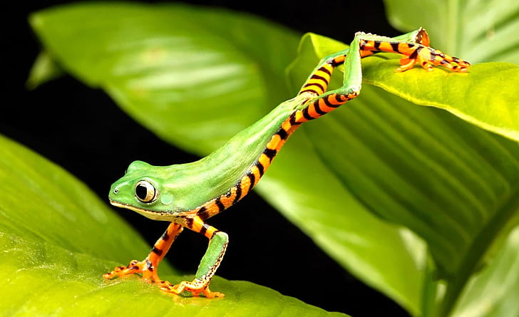 green nature leaves wildlife frogs amphibians 1920x1173  Animals Frogs HD Art , nature, Green, HD wallpaper