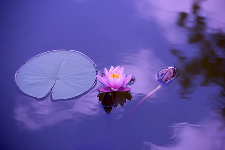 vatten, naturligt, andlighet, lotus, zen, meditation, HD tapet HD wallpaper