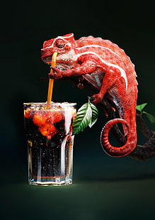 chameleons, drink, HD wallpaper HD wallpaper