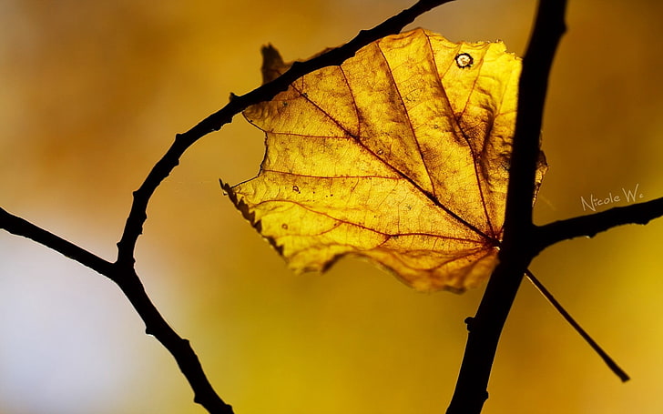 żółty liść, liść, jesień, zbliżenie, Tapety HD
