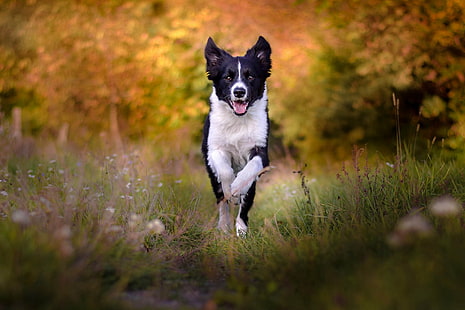 Cães, Border Collie, HD papel de parede HD wallpaper