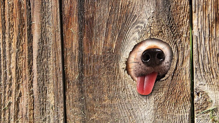 download de imagem de cachorro engraçado, HD papel de parede