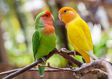  birds, branches, parrots, a couple, lovebird, HD wallpaper HD wallpaper