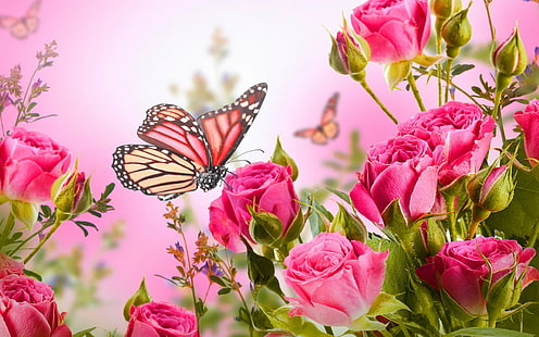 Пеперуда върху розови розови цветя HD Картина 2560 × 1600, HD тапет HD wallpaper