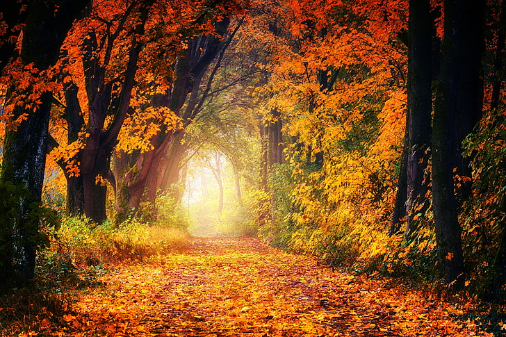 pohon berdaun coklat, musim gugur, taman, dedaunan, pohon, jalan, cahaya, emas, Wallpaper HD