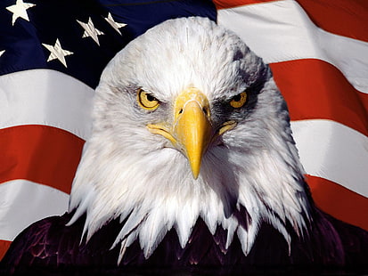 белоголовый орлан, птица, орел, флаг, америка, сша, HD обои HD wallpaper