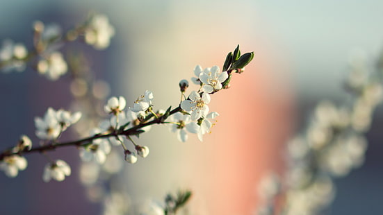 hijau alam bunga musim semi layar lebar 2560x1440 Nature Seasons HD Seni, alam, Hijau, Wallpaper HD HD wallpaper