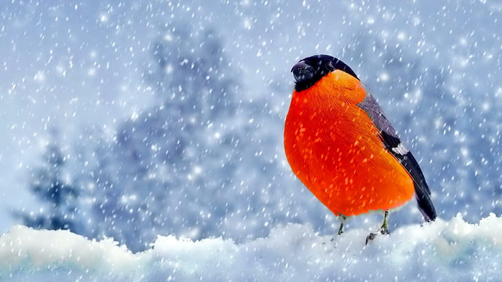 Winter Bullfinch, animals, birds, animal, winter, snow, bullfinch, orange, HD wallpaper