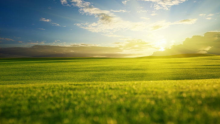 vår, gräsmark, himmel, fält, äng, vanlig, gräs, morgon, dagtid, solljus, horisont, prärie, HD tapet
