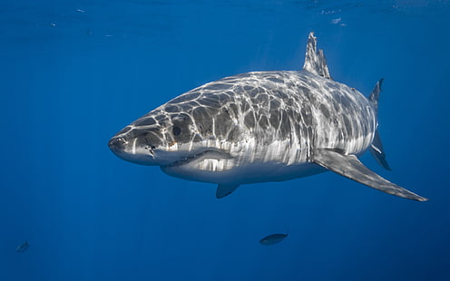 серая и белая акула, животные, акула, под водой, рыба, HD обои HD wallpaper