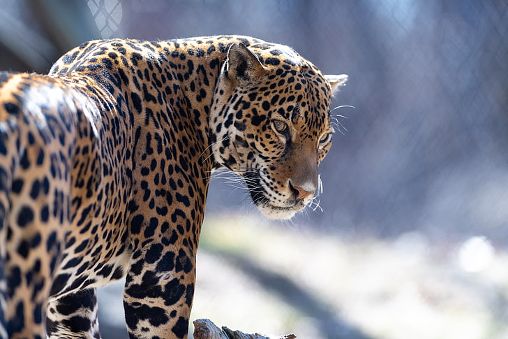leopardo felino, giaguaro, gatto grande, predatore, guarda, Sfondo HD