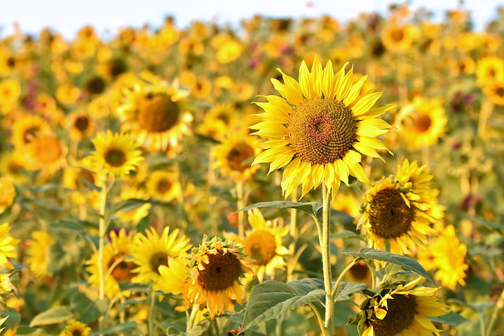 field, flowers, yellow, yellow flowers, sunflowers, HD wallpaper