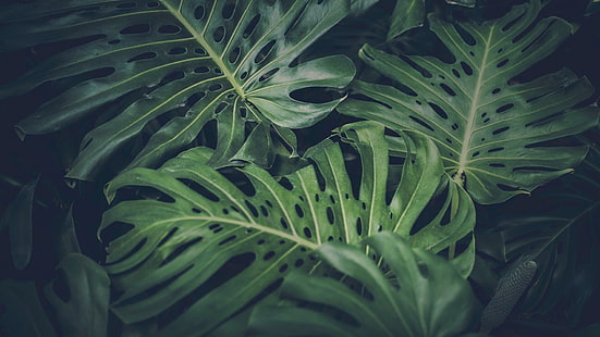 grünblättrige Pflanze, Blätter, Grün, Natur, Philodendron, HD-Hintergrundbild HD wallpaper