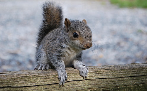 Eichhörnchen Nagetier Tier Wallpaper, HD-Hintergrundbild HD wallpaper