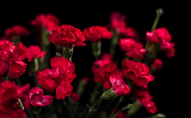 Cravos vermelhos flores, Aero, preto, escuro, bonito, flores, closeup, cravos, interior, redcarnations, HD papel de parede