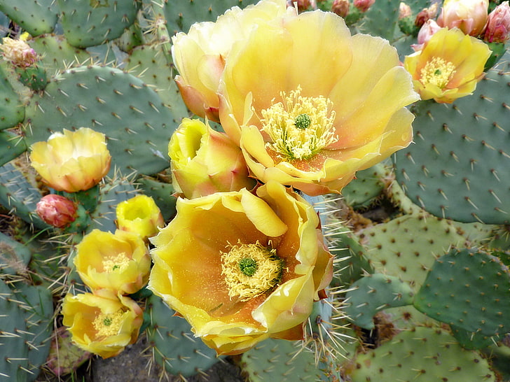 Kaktuspflanzen, Kakteen, Blumen, Dornen, HD-Hintergrundbild
