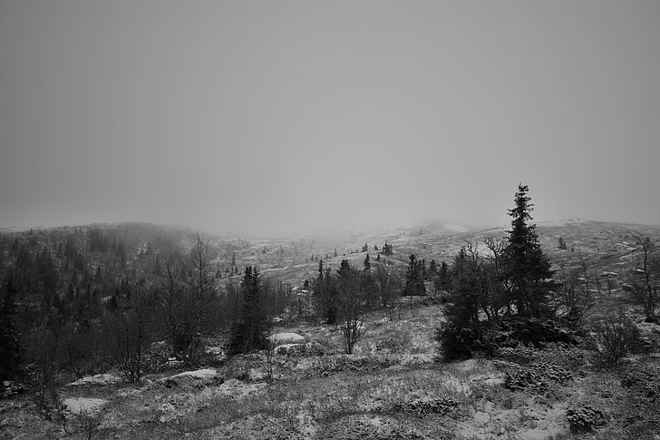 gråskalefoto av träd, vinter, höst, landskap, svart, vit, dimma, Norge, berg, skog, gran, HD tapet
