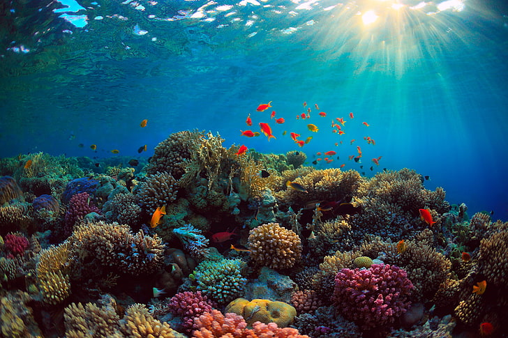 rafa koralowa, morze, ryby, błękit, dno, korale, promienie światła, Podwodny świat, Tapety HD