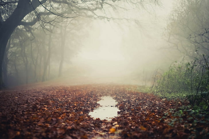nebbia, pozzanghera, foglie, Sfondo HD