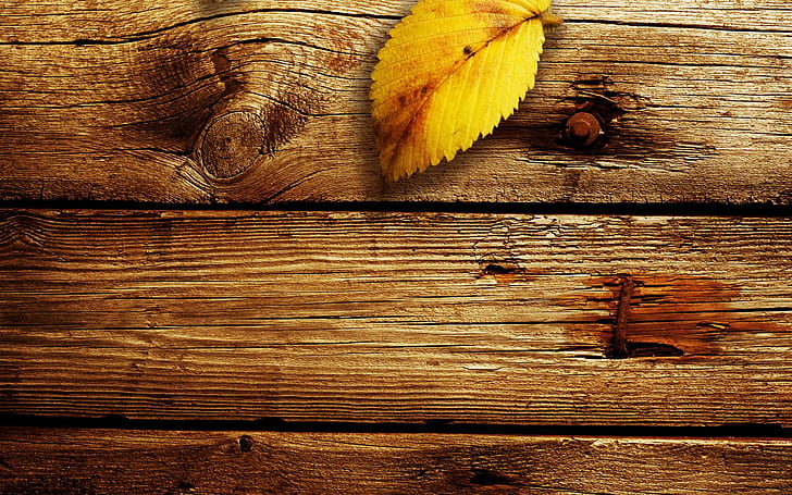 Feuille unique, illustration de feuille jaune, photographie, nature, automne, bois, automne, 3d et abstrait, Fond d'écran HD