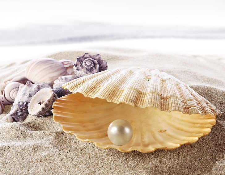 peal and shell, sand, sea, beach, shell, shore, seashell, pearl, perl, HD wallpaper